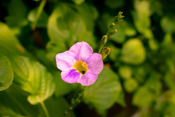 Light Pink Flower with small Bee in it