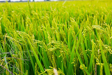 Image of field of green rice on a summer day, nobody