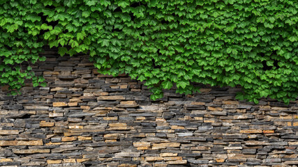 ivy background on stone wall