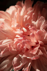 A chrysanthemum in sunlight on a black background. Macro
