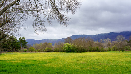 Green spring landscape with green meadows and yellow wildflowers in a valley between mountains.