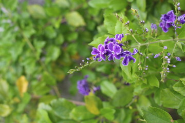 Close-up , blooming Purple butterfly bushes or summer lilacs