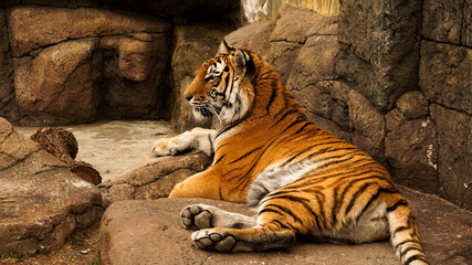 Siberian tiger lies on a stone slab. The tiger is basking in the sun. The concept of predators and wild animals