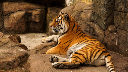 Siberian tiger lies on a stone slab. The tiger is basking in the sun. The concept of predators and...