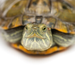 Obraz premium little turtle on a white background