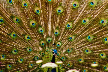 Fototapeta premium Peacock in full color
