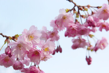 pink cherry blossom