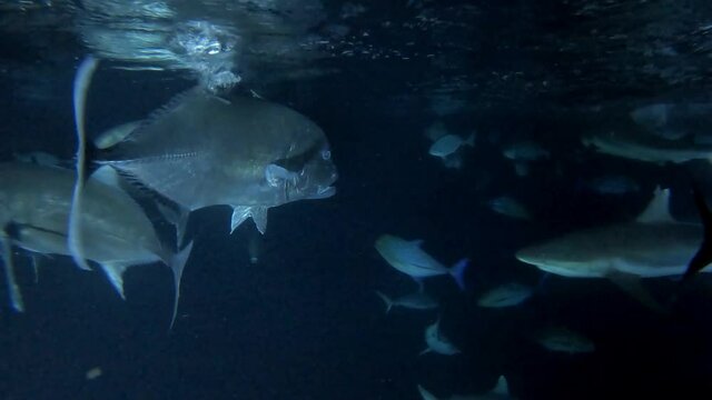 viele verschiedene Fische (Riesen-Stachelmakrele und Haie) werden Nachts mit Fischresten gef&uuml;ttert	