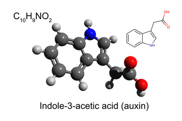 Chemical formula, skeletal formula, and 3D ball-and-stick model of indole-3-acetic acid, the most common plant auxin, white background