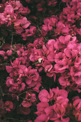 Bougainvillea flowers in bloom. Beautiful magenta flower as background. Springtime background for design.
