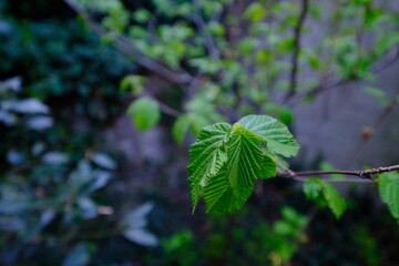 A close-up on some green leaves, in a garden located in the Parisian suburbs.  City : Le perreux-sur-Marne,  country: France, 18th April 2021.