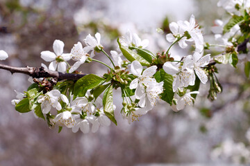 Obraz premium blooming cherry branch in the garden in spring