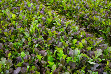 Closeup of red leafy mustard plantation in organic vegetable farm. Harvest time