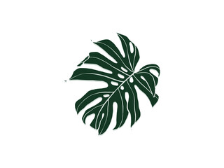 Hand drawn monstera. Indoor plant. Scandinavian style illustration with monstera, modern and elegant home decor. Vector poster design.