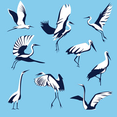 Storks. A set of vector birds. A graphic  resource.