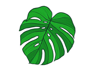 Hand drawn monstera. Indoor plant. Scandinavian style illustration with monstera, modern and elegant home decor. Vector poster design.