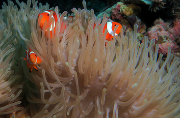 Three False clown anemonefish on anemone Boracay Philippines 