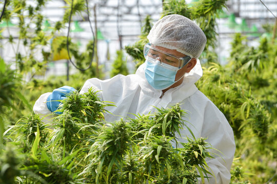 Illegal Cannabis Factory Green House, A Close Up Of The Marijuana Farm Industry.