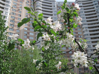 Scenic view of apple trees in court of residential house on a sunny day in springtime. Beauty of...