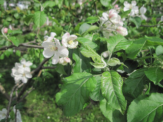 Scenic view of apple trees in court of residential house on a sunny day in springtime. Beauty of fresh bloom fruit tree in spring season.  Pink and white flowers of apple tree. Blossom on a sunny day.