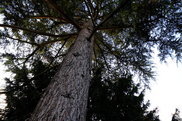 A close-up on a Lebanese cedar.