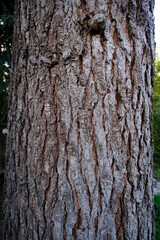 Obraz premium A close-up on a Lebanese cedar.