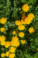  Yellow flower, dandelion spring blossom