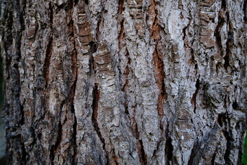 A close-up on a Lebanese cedar.