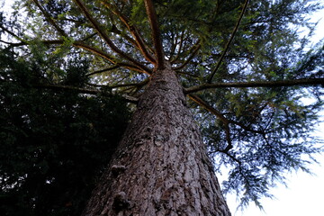 A close-up on a Lebanese cedar.