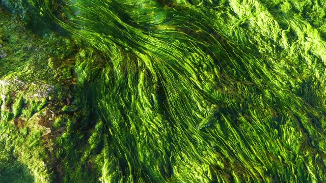 Close of water running over algae covered rock