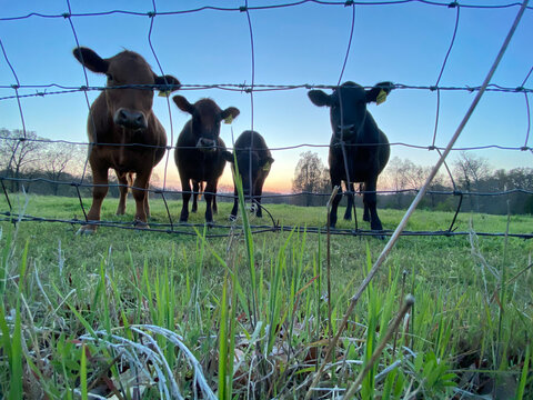 cows in a meadow