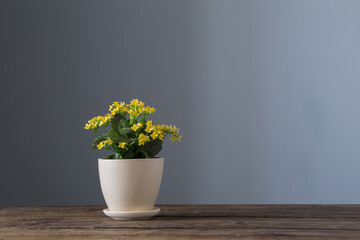 home plants in pots on  wooden table on  dark background