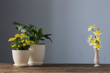 home plants in pots on  wooden table on  dark background