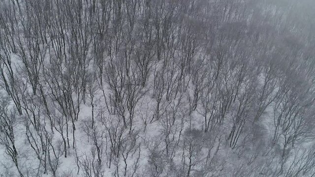 Flight over the frosty forest