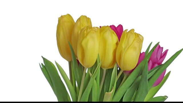 video with bunch of tulip flowers isolated on white backgound
