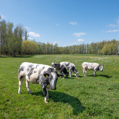 calves in grassy meadow with spring flowers on sunny spring day under blue sky in dutch part land van maas en waal