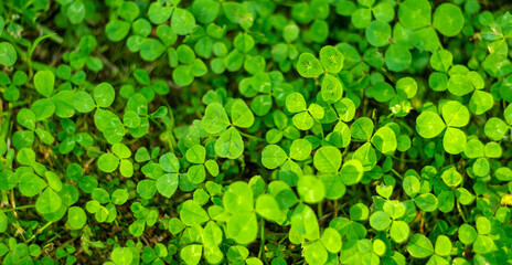 Photo texture of green clover flowers on the field.