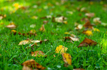 Autumn yellow leaves on the green grass in the park