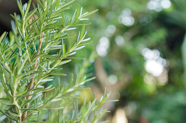 Fototapeta na wymiar Fresh Rosemary Herb grow outdoor. Rosemary leaves Close-up.