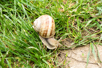 Snail ravlik crawls on the grass ground from its own house on its back