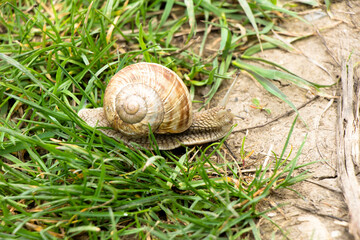 Snail ravlik crawls on the grass ground from its own house on its back
