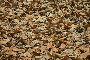 Fallen leaves on the ground