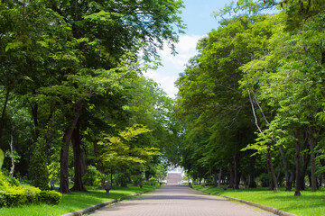 Picture concept, The road ahead will be long. Start from the first step. Natural forest park.