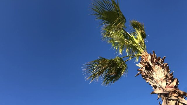 Tropical storms, meteorology and climate change concept: 4k resolution of palm tree crowns moving in strong winds.Sky background with copy space. Weather forecast and hurricane warning. Wind whistling