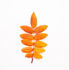 Orange fallen autumn leaf on a white background, autumn leaves from trees, top view