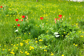 Green grass on the grass blooming dandelions tulips in spring