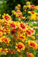 helenium flowers in the garden
