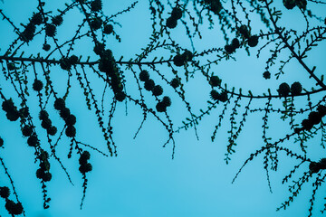 Pendulous branches of Cedrus atlantica glauca with laden seed heads against blue sky