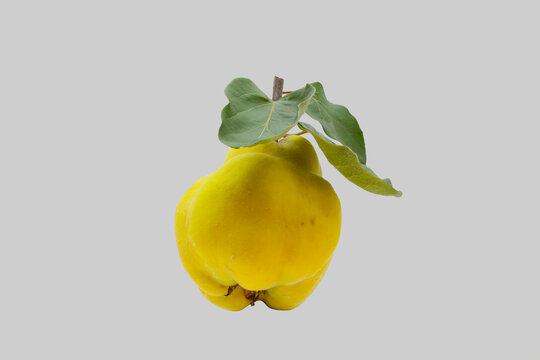 Ripe quince fruit with leaves.
