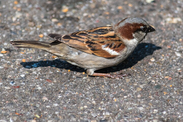 Spatz am Boden auf Nahrungssuche